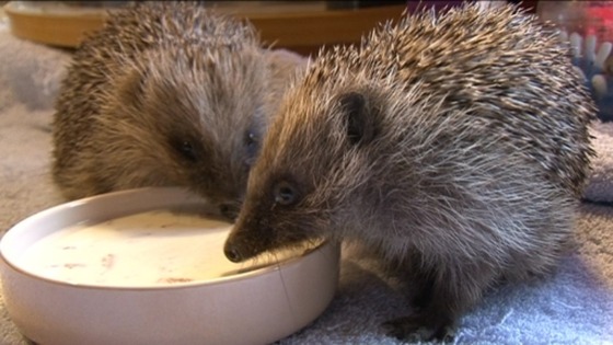 Two prickly characters