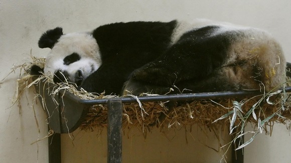 Panda Tian Tian
