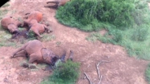 Kenya elephants
