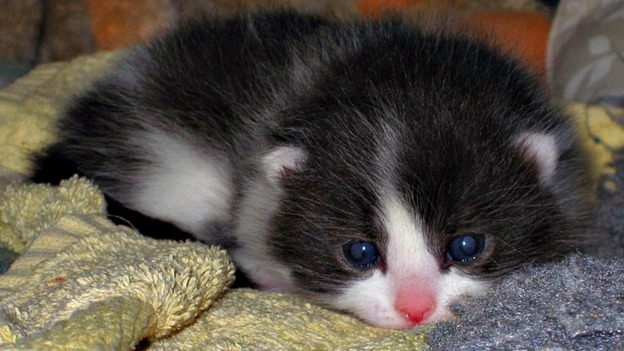 The missing cat
