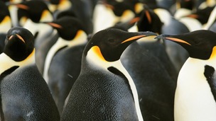 The newly discovered emperor penguin colony