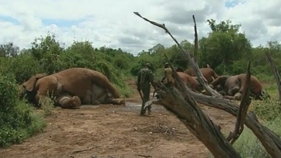 Some of the slaughtered elephants lie on the ground