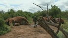 Some of the slaughtered elephants lie on the ground