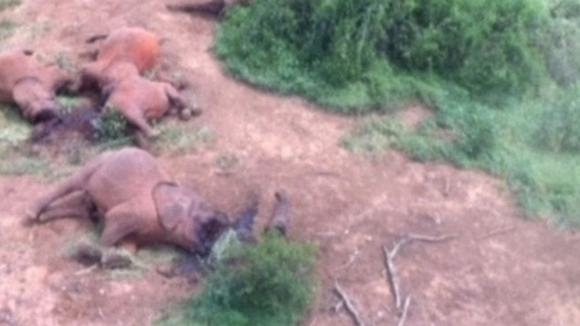 The family of 12 elephants in Kenya, on Saturday