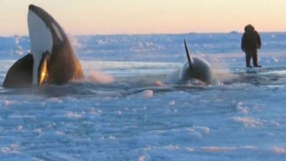 Whales Canada
