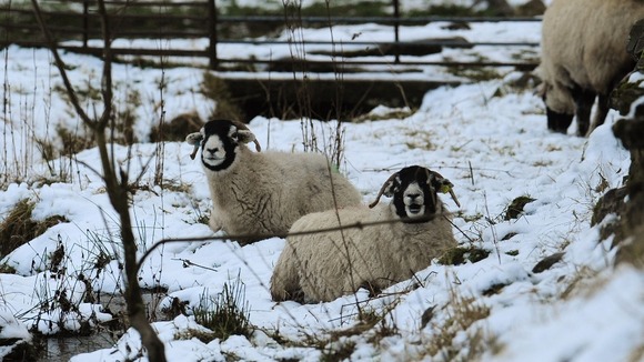 Sheep shelter in their field in the snow covered hills near Brough in the North Pennines after overnight snowfall.