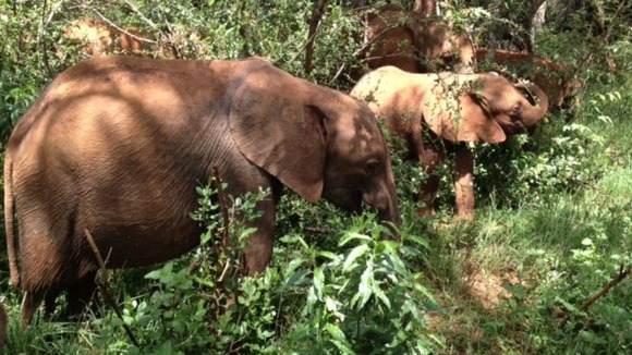 Elephants