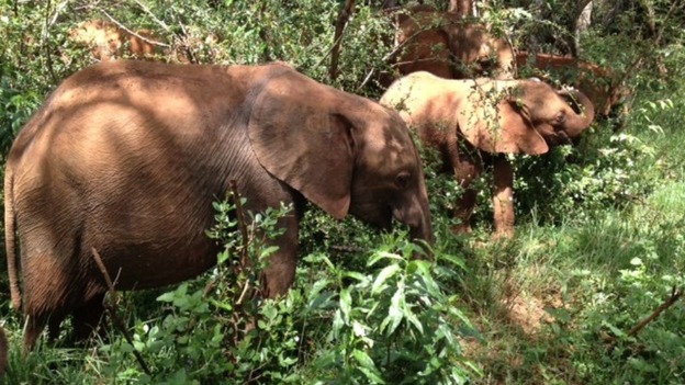 Elephants