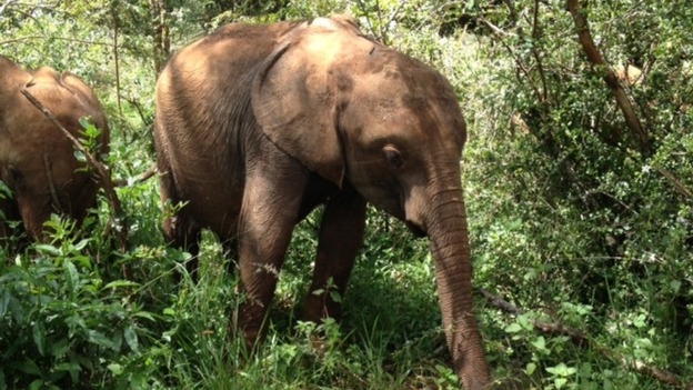 Elephants