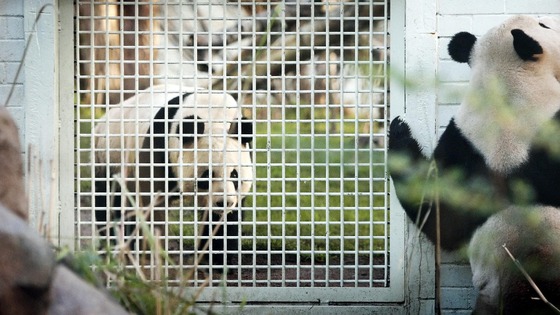 Pandas Tian Tian (left) and Yang Guang in their enclosure at Edinburgh Zoo. 