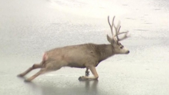 The deer tried in vain to scramble off the frozen lake