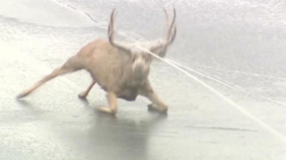 Rescuers lassoed the animal and dragged it off the ice