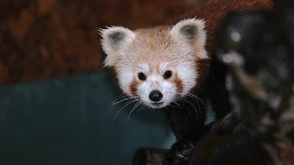 Tibao red panda