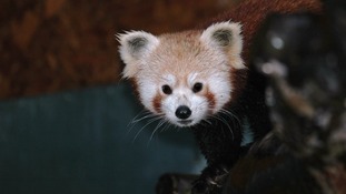 Tibao red panda