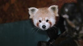 Tibao red panda