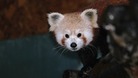 Tibao red panda