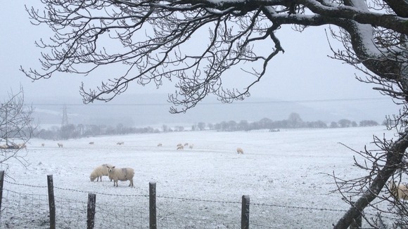 Snowy scenes