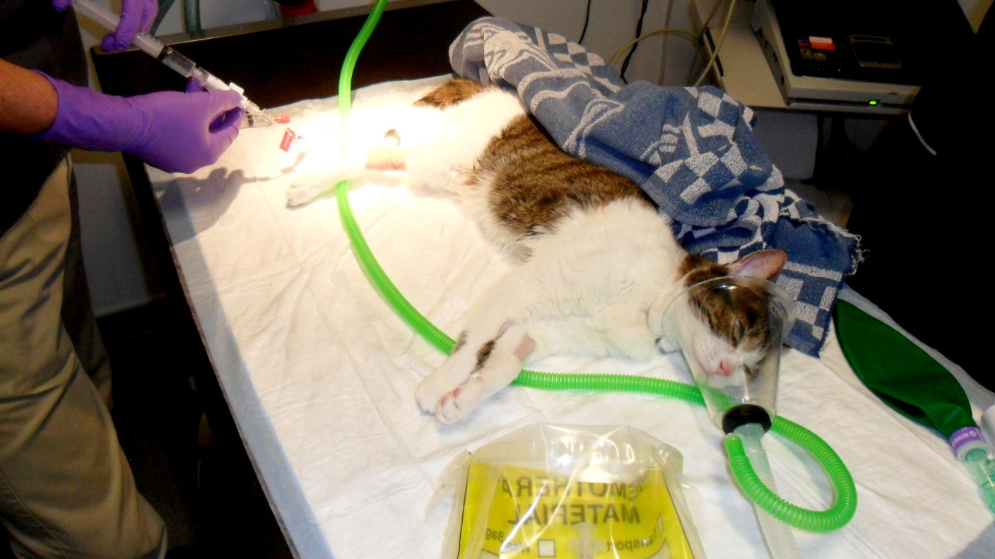 Cat is first pet in UK to be cured of cancer using electric shocks
