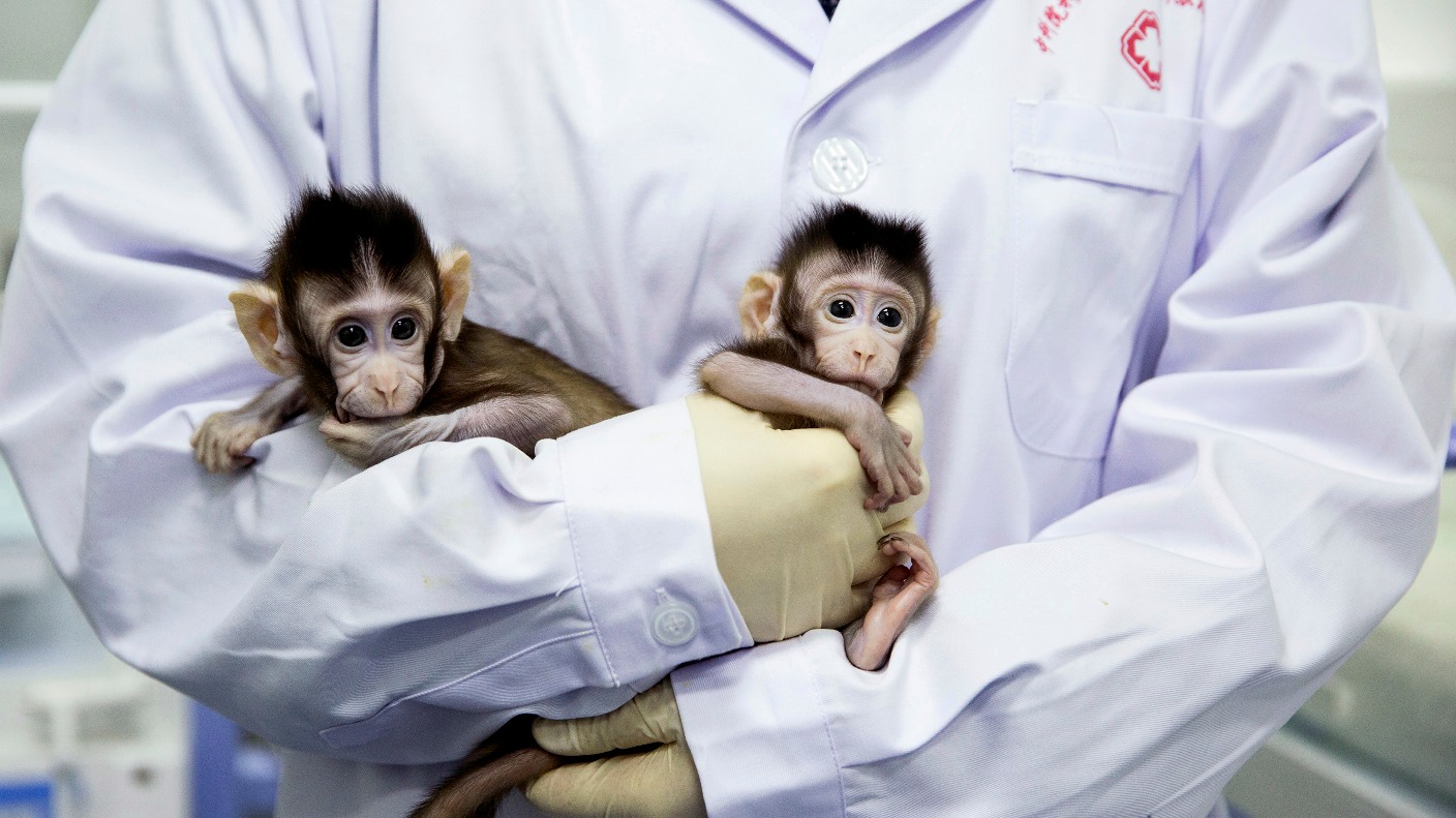 Monkey Breakthrough A Step Towards Human Clones Itv News