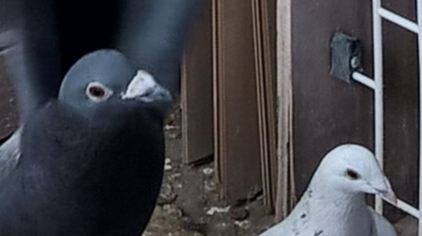 Highvalue racing pigeons stolen in Newcastle Tyne Tees ITV News