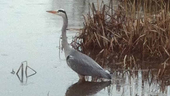 Heron