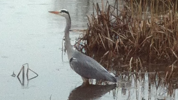Heron