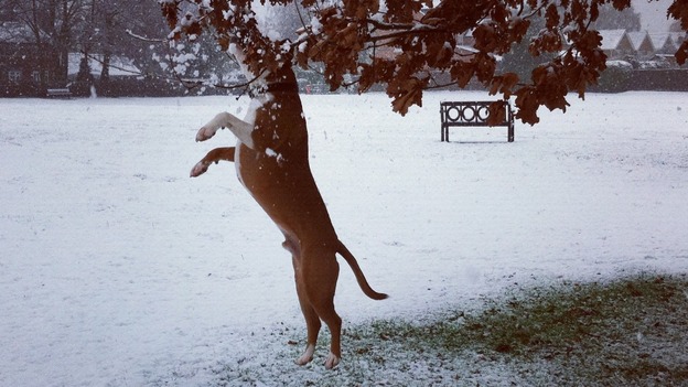 Herfy, min-air, in Breaston, Derbyshire
