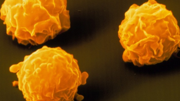 Stem cells within bone marrow can help produce certain blood cells and platelets