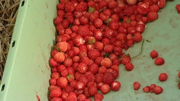 Strawberries could prevent heart attacks