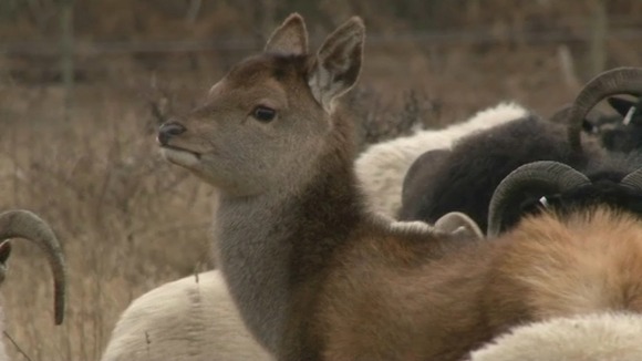 The deer at Dunwich that thinks it's a sheep