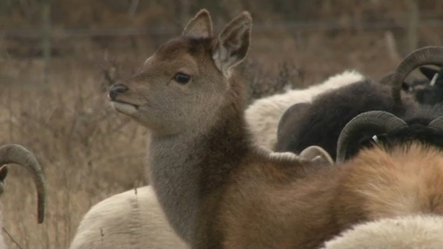 The deer at Dunwich that thinks it's a sheep