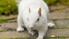 albino leech