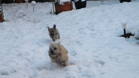 Cairn terriers honey and Shandy enjoy the snow in Norfolk