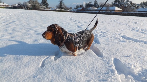 6 year old Tessa the basset hound 