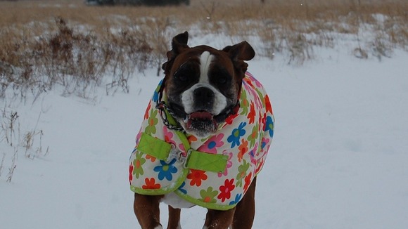 Grace the 9 year old Boxer 