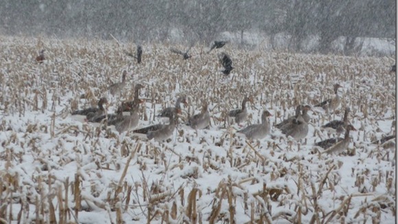 Greylag geese in Bedfordshire