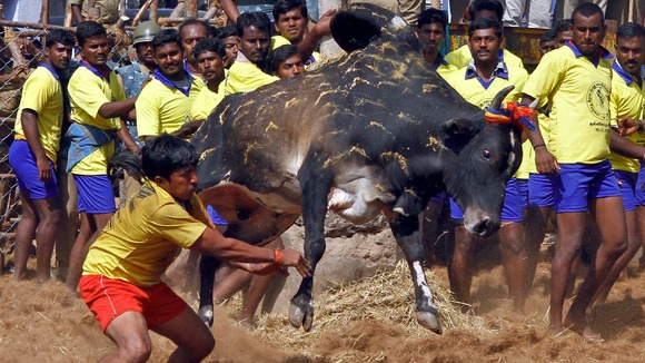 A man tries to control a bull on the outskirts of Madurai town, some 310 miles from the southern Indian city of Chennai