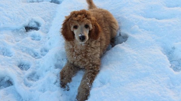A poodle puppy plays in the snow for the first time.
