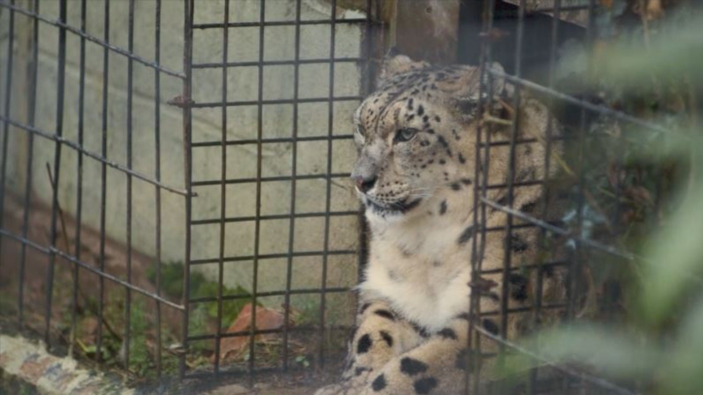 A Welsh Zoo is crowdfunding to build a new home for its snow leopards