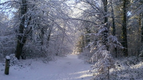 Country Park near Holt, Norfolk