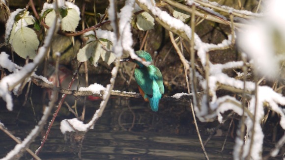 A kingfisher on a Norwich river