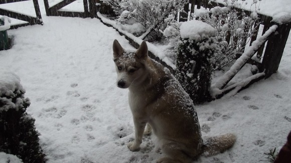 Tegan the dog 