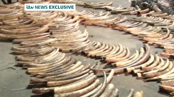 As many as 300 elephants would have died to produce the amount seized by authorities in Kenya.