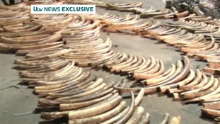 As many as 300 elephants would have died to produce the amount seized by authorities in Kenya.