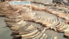 As many as 300 elephants would have died to produce the amount seized by authorities in Kenya.