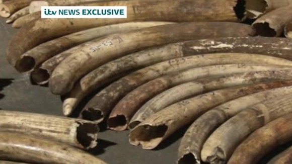 As the number of elephants decreases, the prices of ivory goes up.