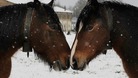 Horses in the snow in northern Spain. 