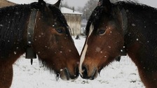 Horses in the snow in northern Spain. 