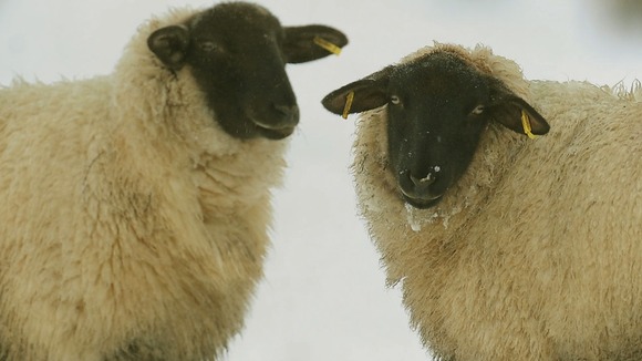 Sheep covered in snow stand in a field near Leicester