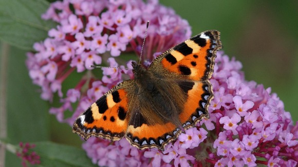 Butterfly